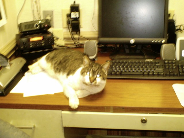 Fred the firehouse cat taking his normal spot on the desk in the radio room.